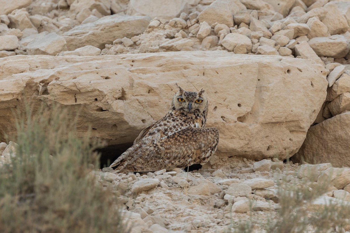 Pharaoh Eagle-Owl - Nikos Mavris