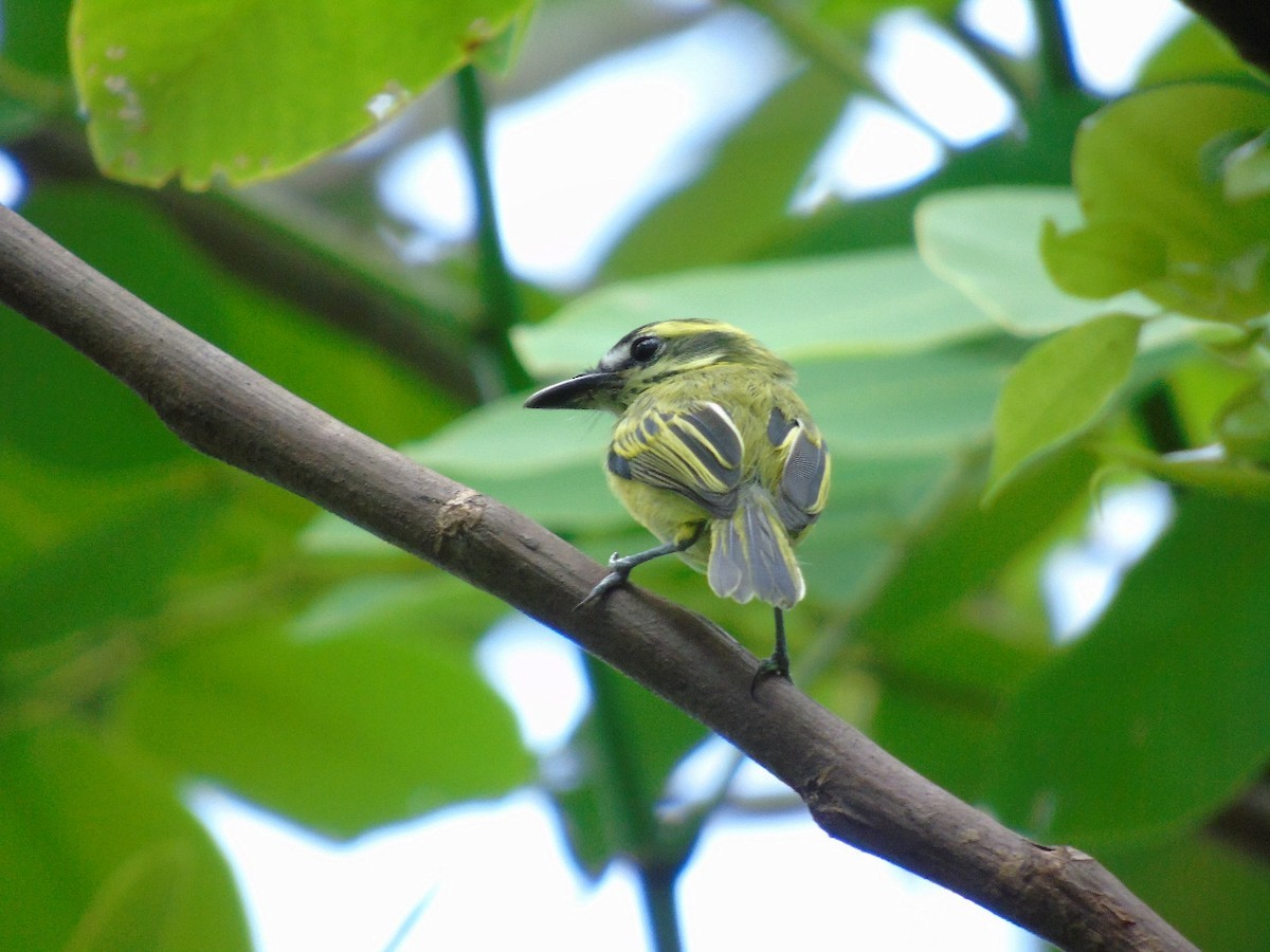 Yellow-browed Tody-Flycatcher - ML457705051