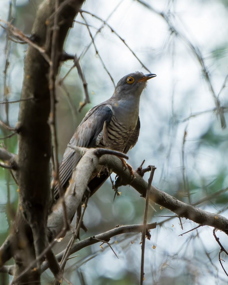 Common Cuckoo - drdharmesh patel