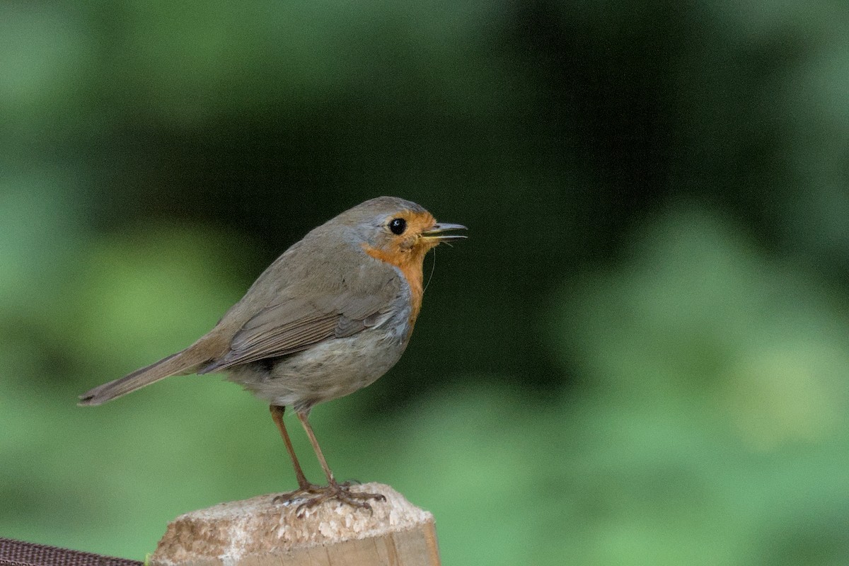 European Robin - ML457706271