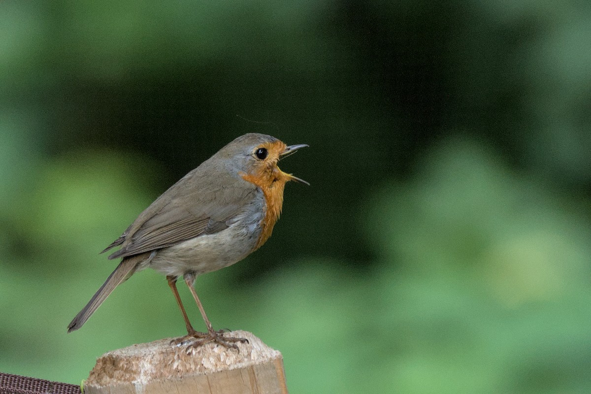 European Robin - ML457706291