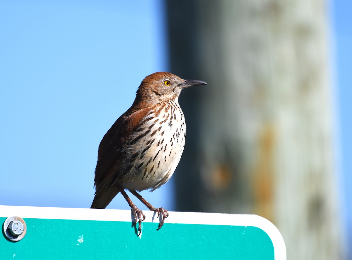 Brown Thrasher - ML457708601