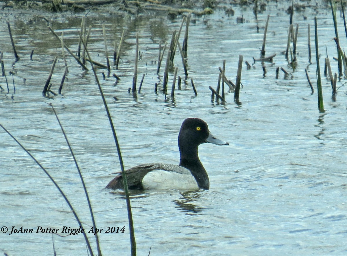 Lesser Scaup - ML45770871