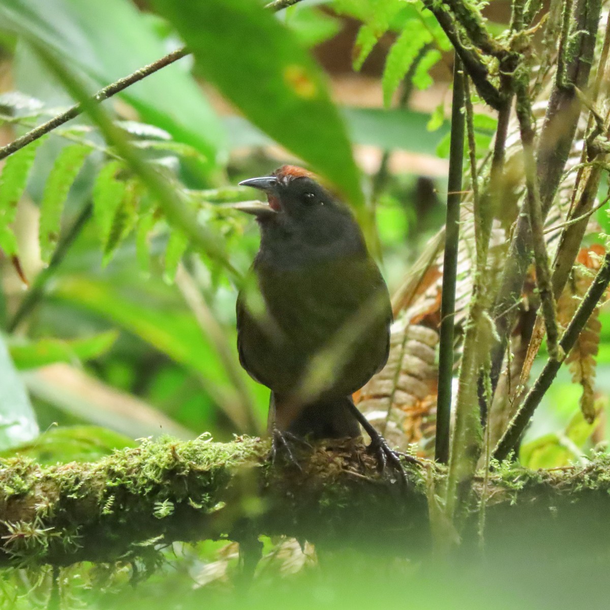 Kızıl Alınlı Serçe - ML457711491