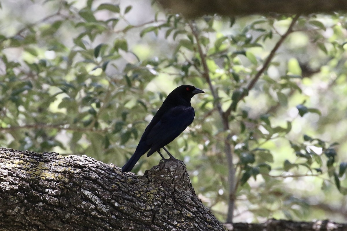 Bronzed Cowbird - ML457711841