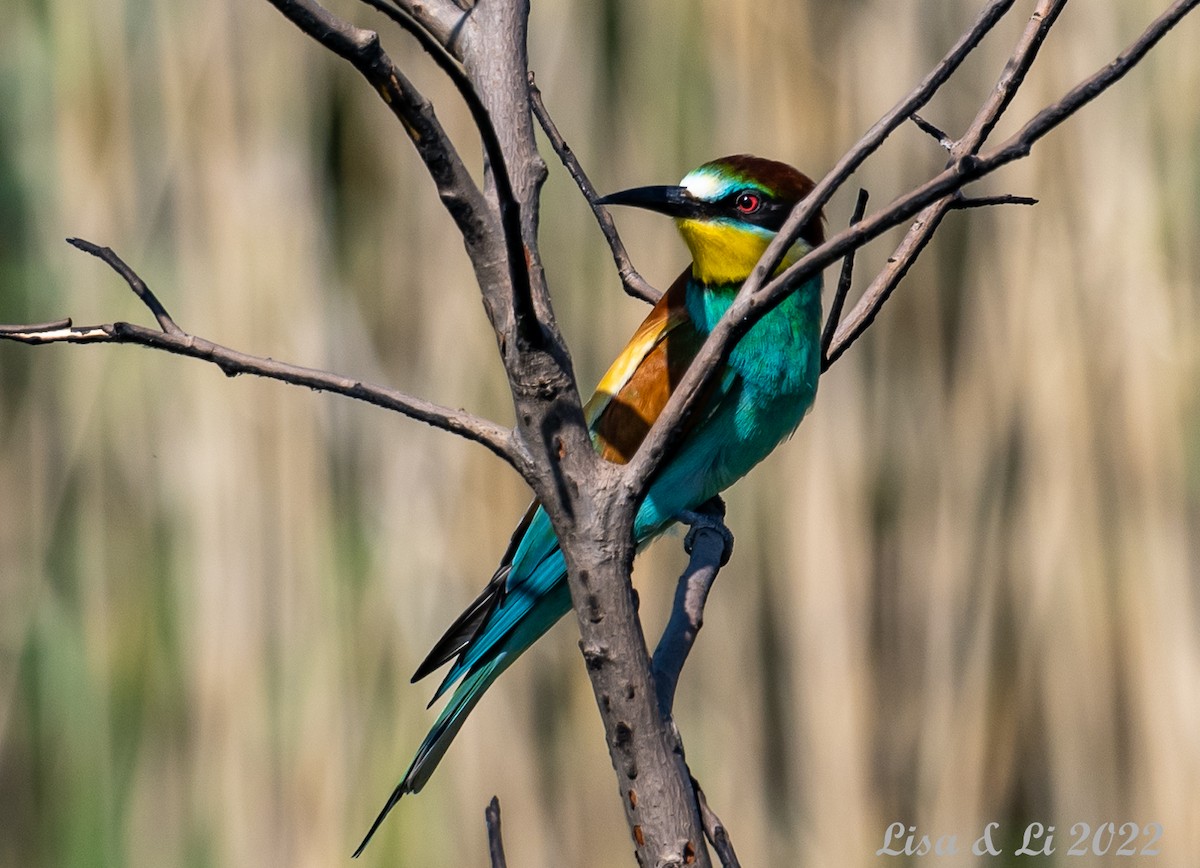 European Bee-eater - ML457712251