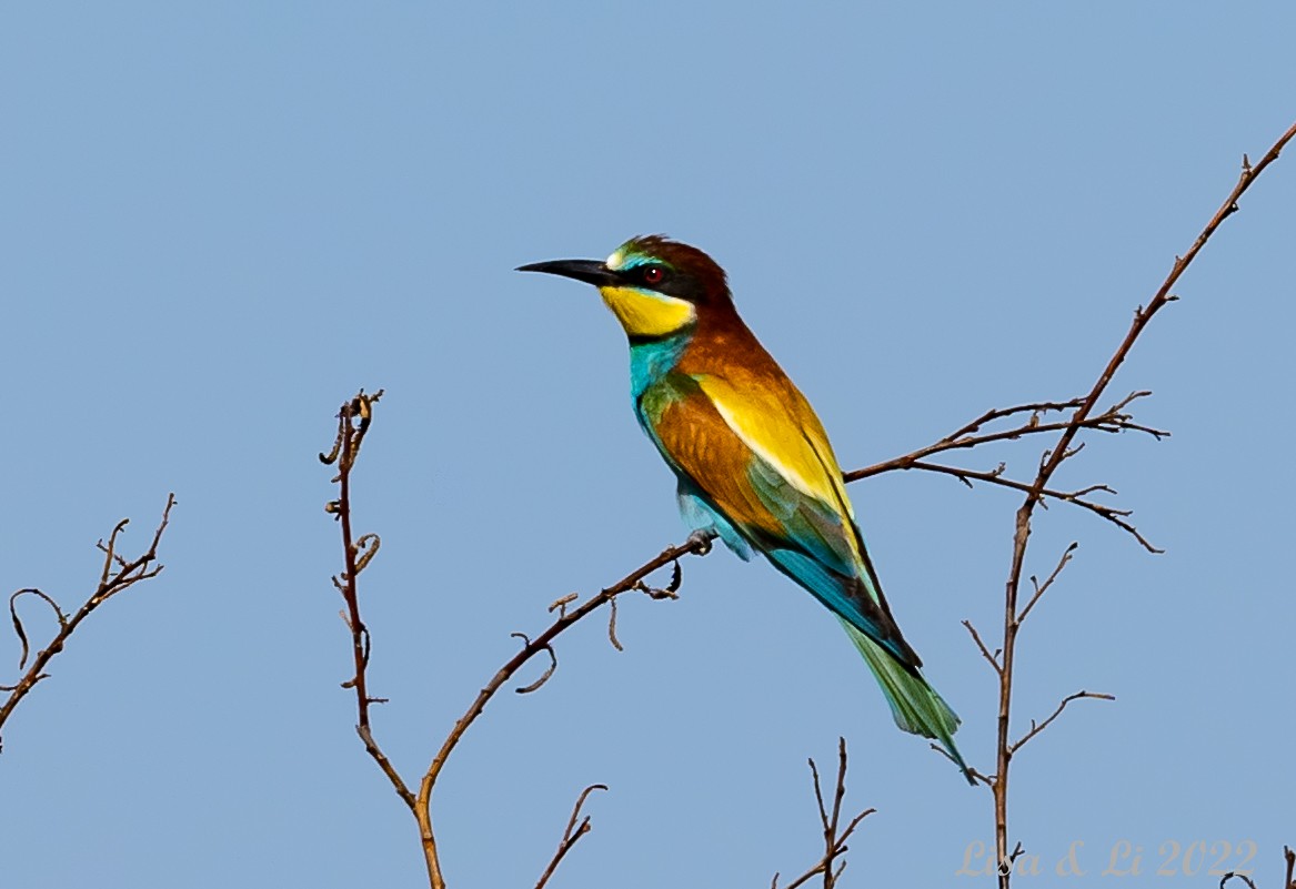 European Bee-eater - ML457712291