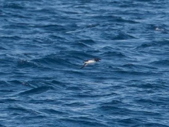 Manx Shearwater - ML457713181