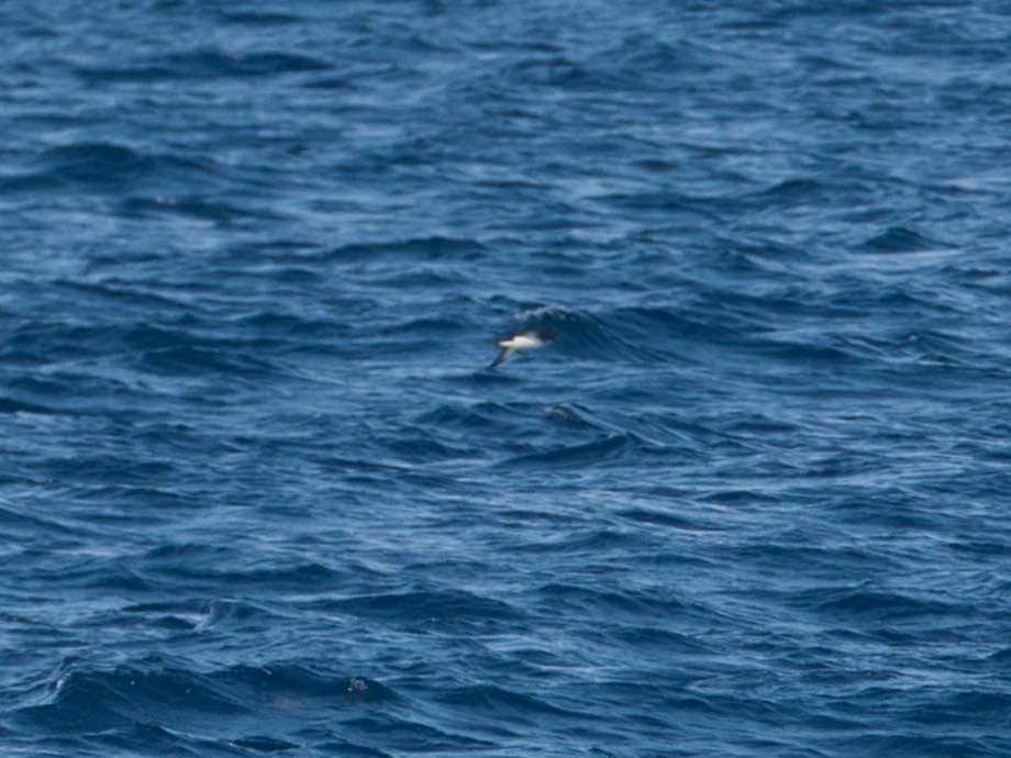 Manx Shearwater - ML457713191