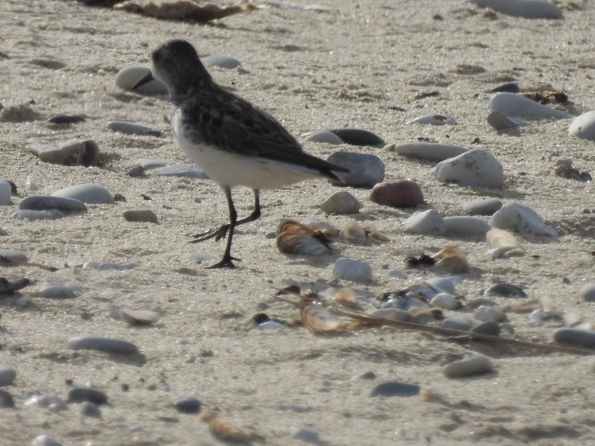 Semipalmated Sandpiper - ML457713821
