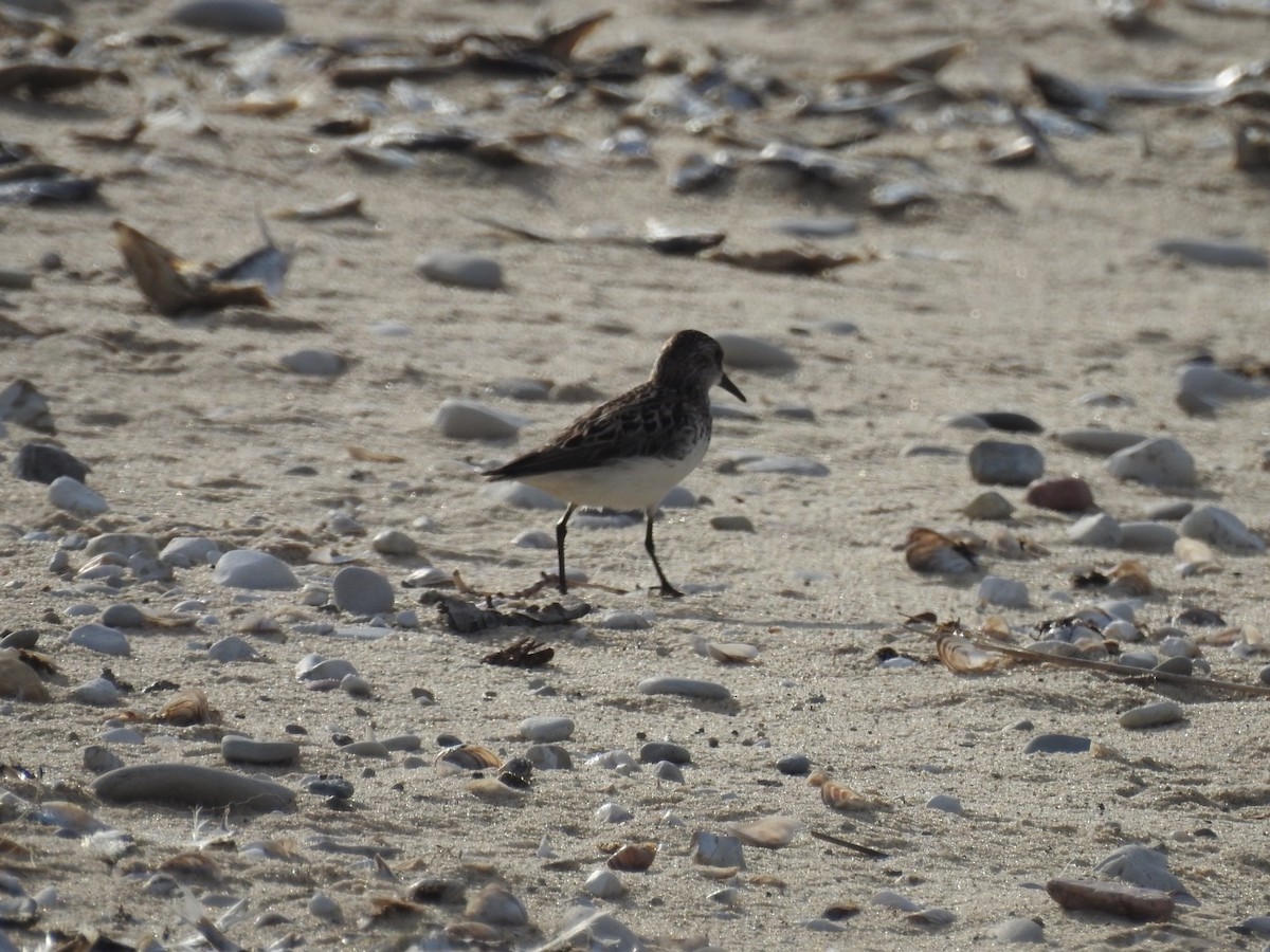 Semipalmated Sandpiper - ML457713831