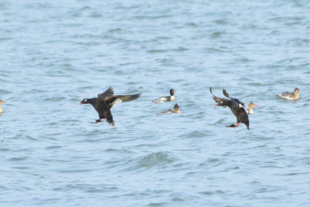 White-winged Scoter - Kiah R. Jasper