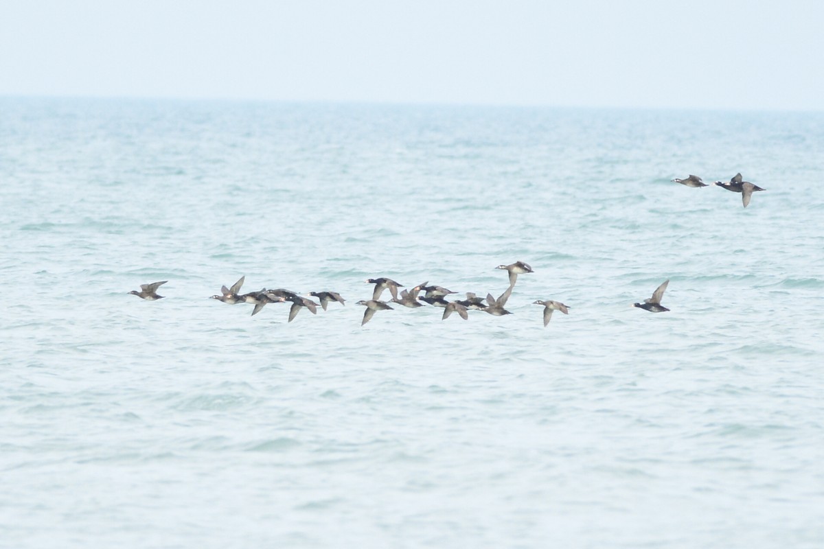 Surf Scoter - ML457714591