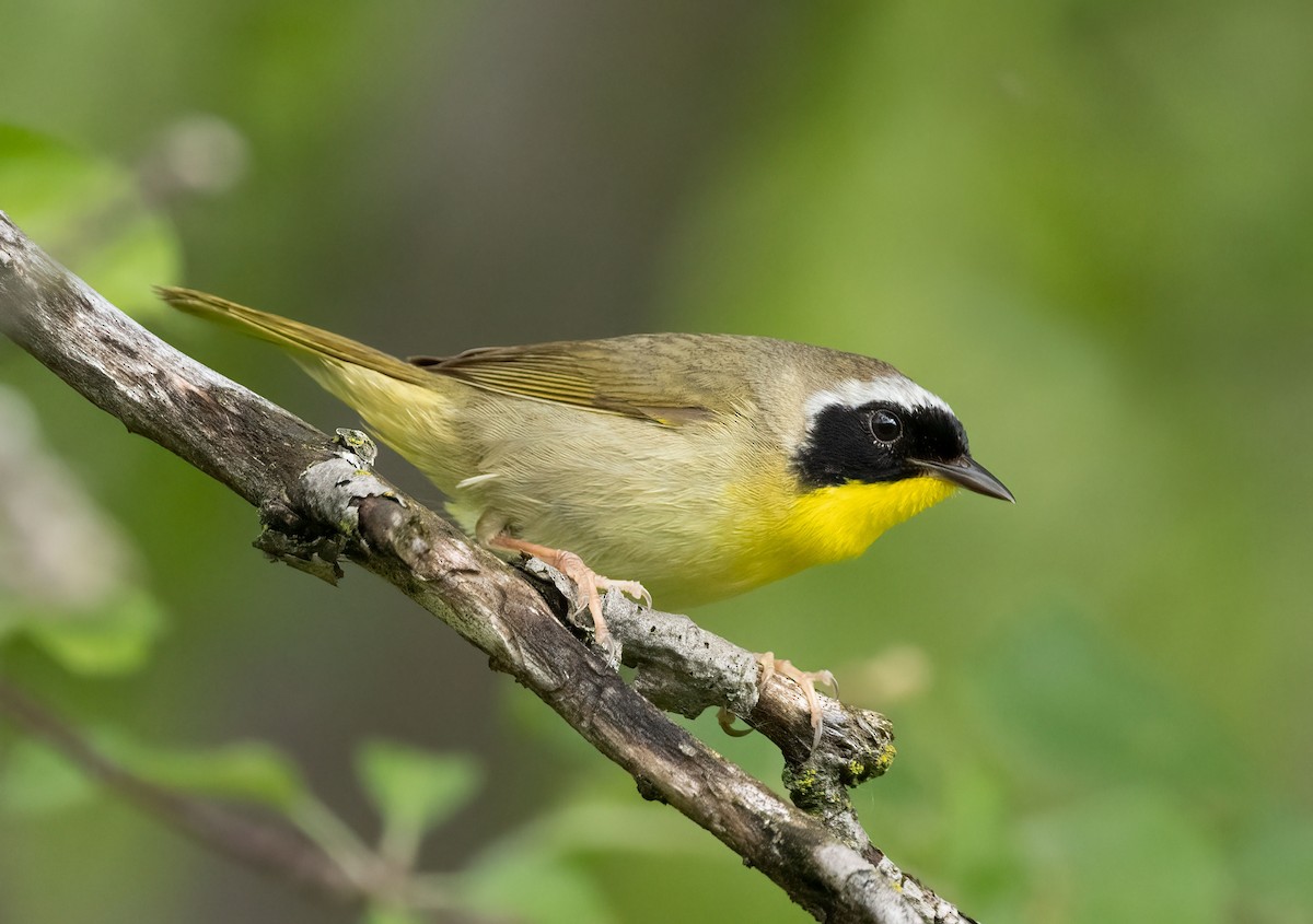 Common Yellowthroat - ML457714931