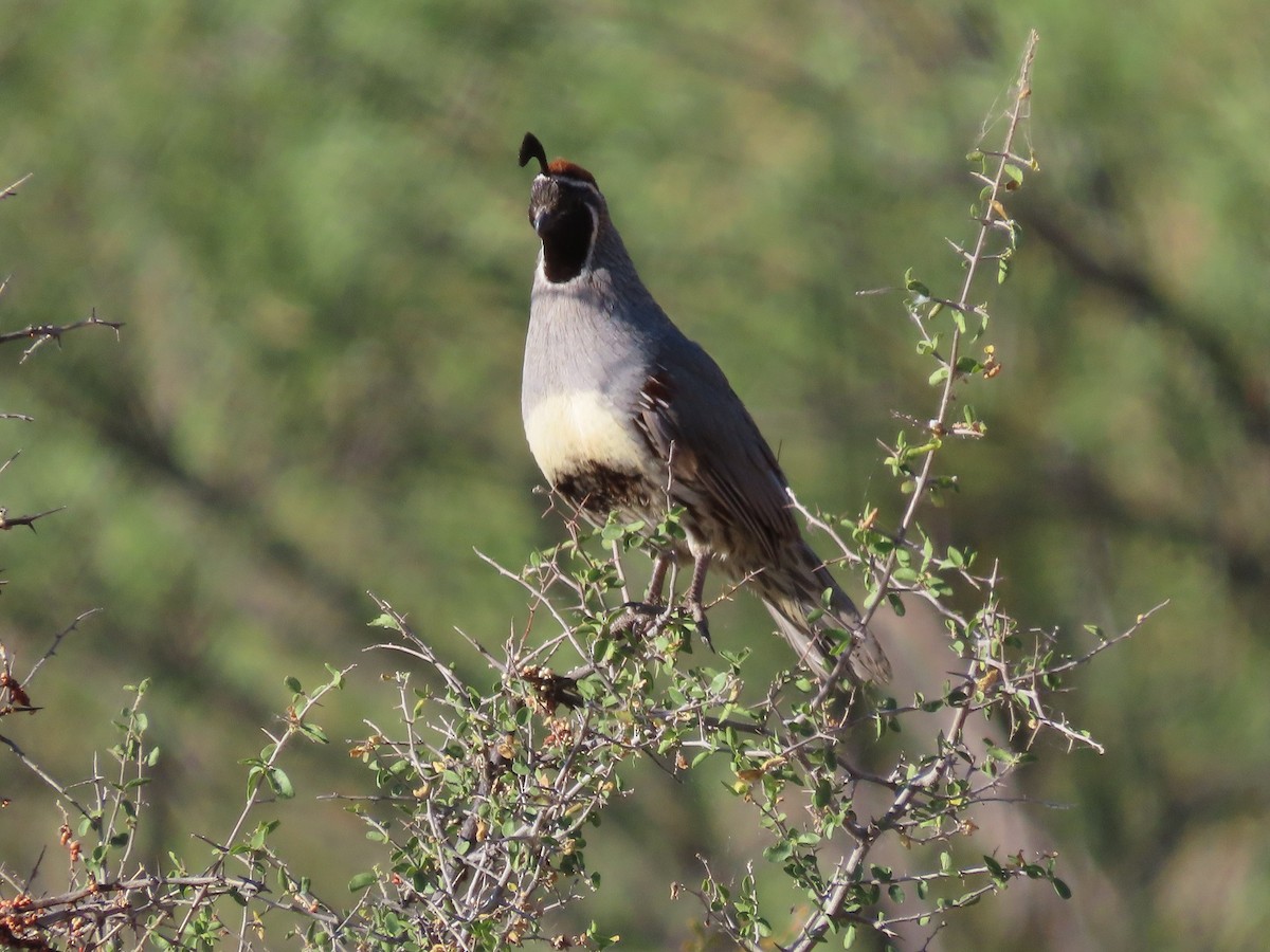 Gambel's Quail - Anne (Webster) Leight