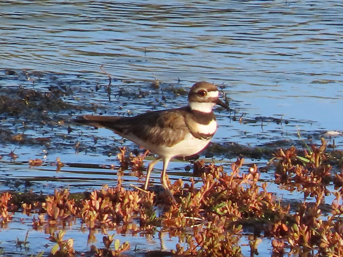 Killdeer - ML457716151