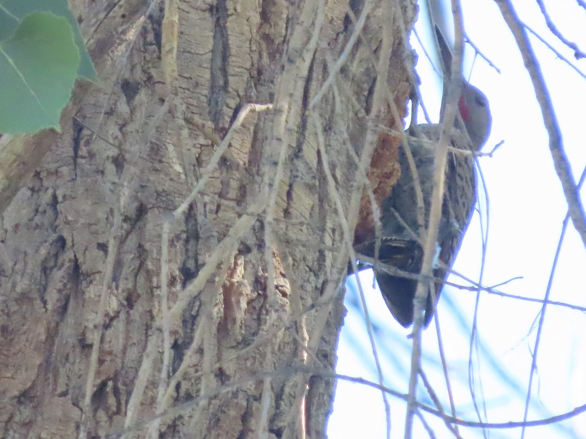 Gilded Flicker - ML457716211