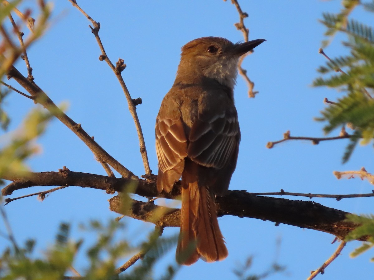 Brown-crested Flycatcher - ML457716491