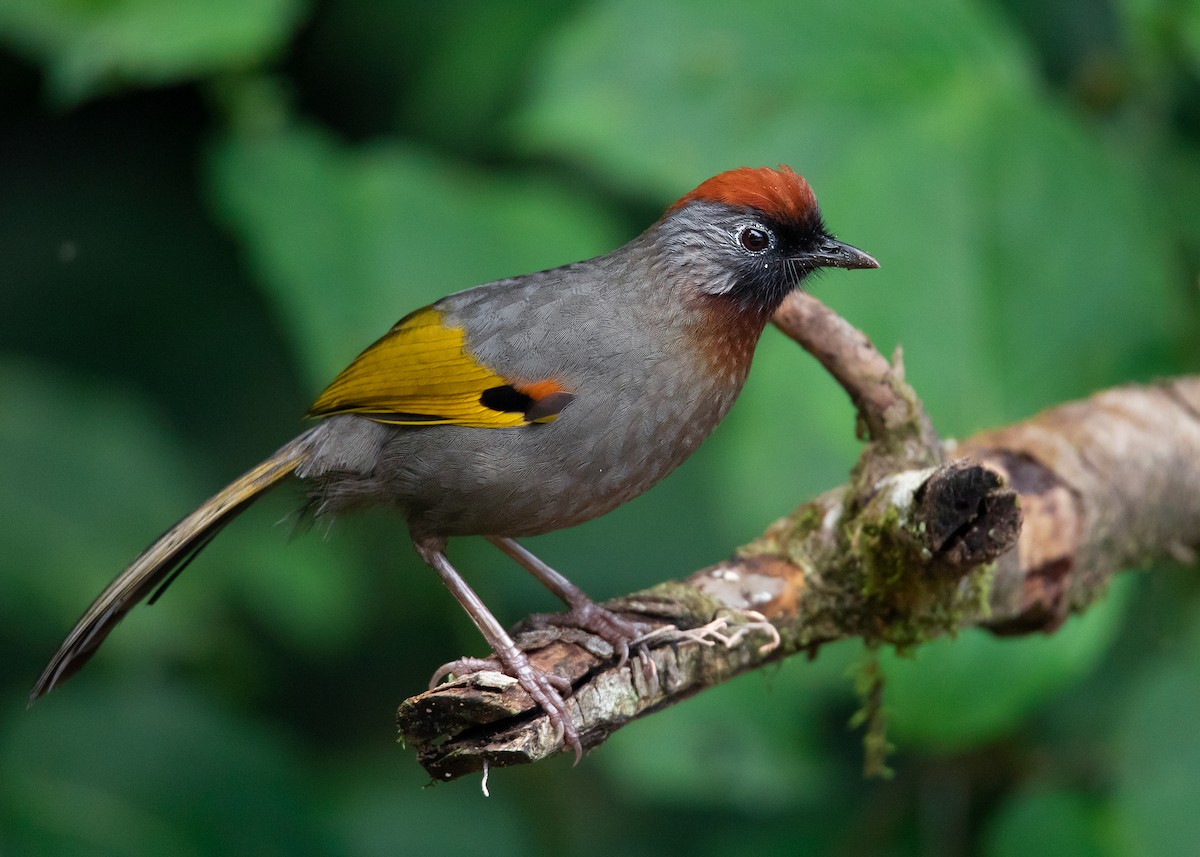 Silver-eared Laughingthrush - Ayuwat Jearwattanakanok