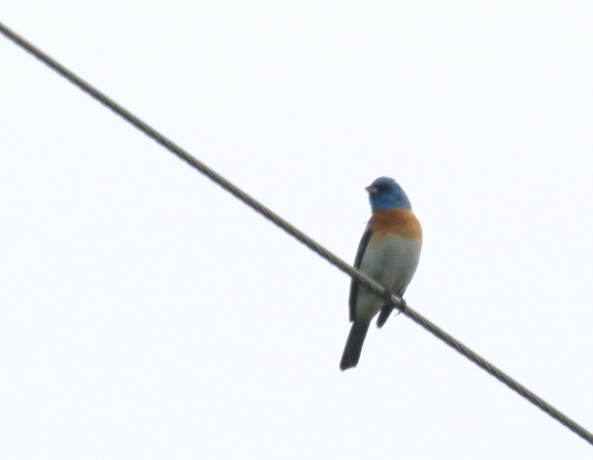 Lazuli Bunting - ML457720561