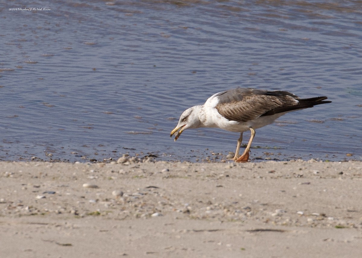 Lesser Black-backed Gull - Darlene J McNeil