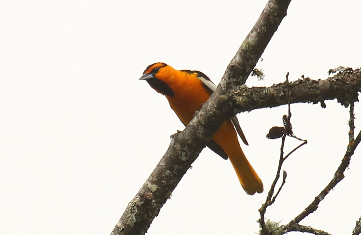 Bullock's Oriole - ML457720811