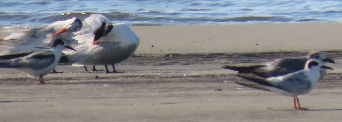 Common Tern - ML457722971