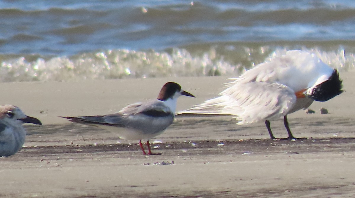 Common Tern - Lydia Thompson