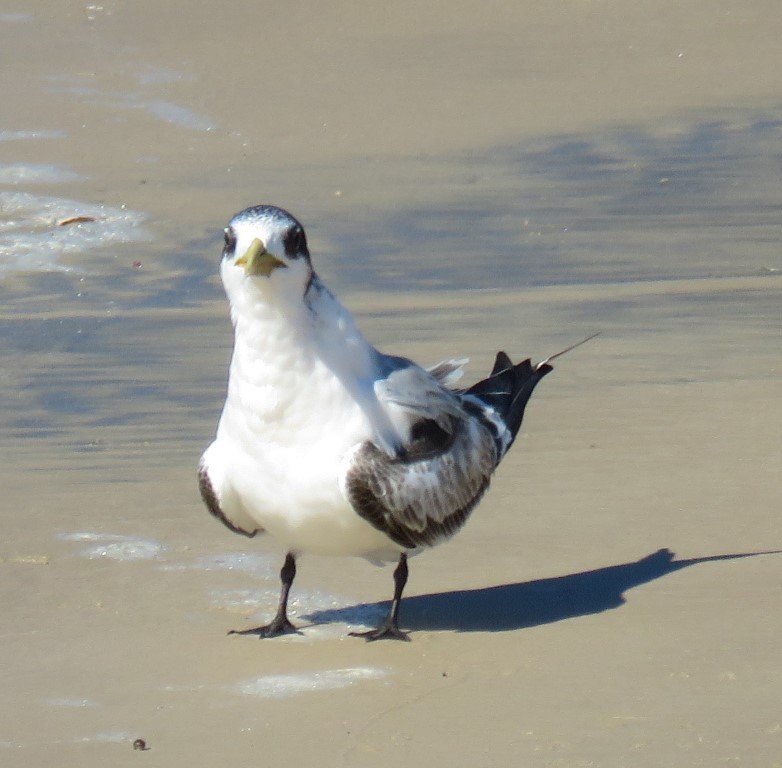 Great Crested Tern - ML457723721