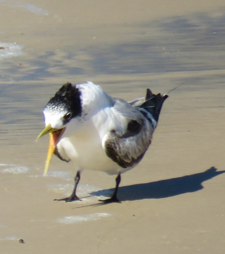 Great Crested Tern - Ben Taylor