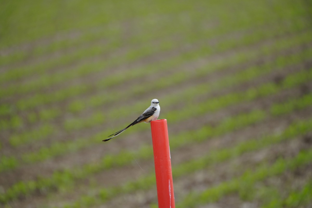 Scissor-tailed Flycatcher - ML457723791