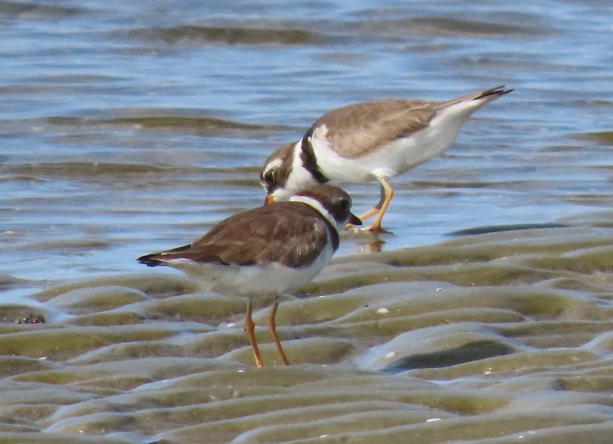 Semipalmated Plover - ML457723981