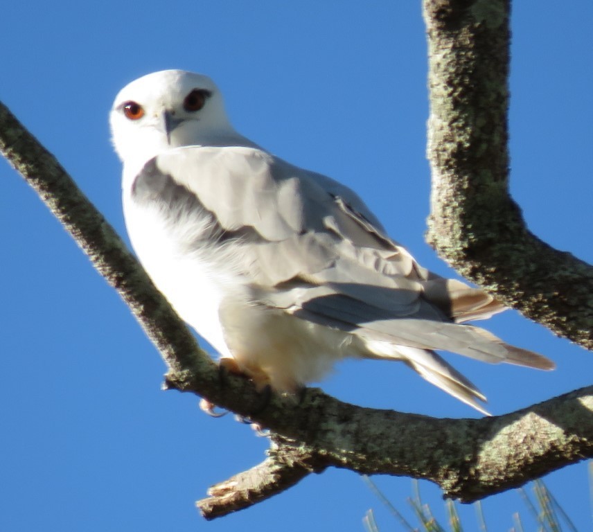 Black-shouldered Kite - Ben Taylor