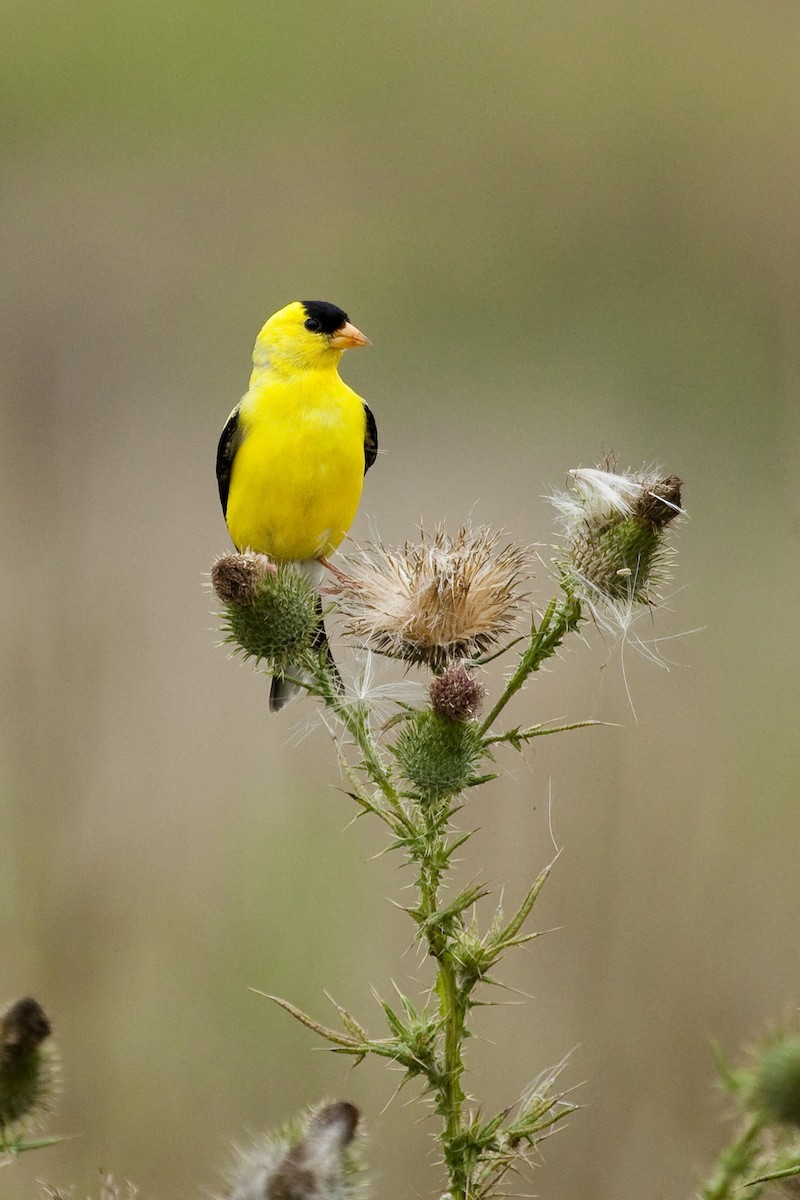 American Goldfinch - Gordon Dimmig