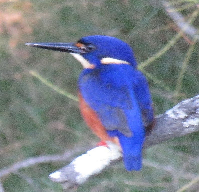 Martin-pêcheur à dos bleu - ML457724211