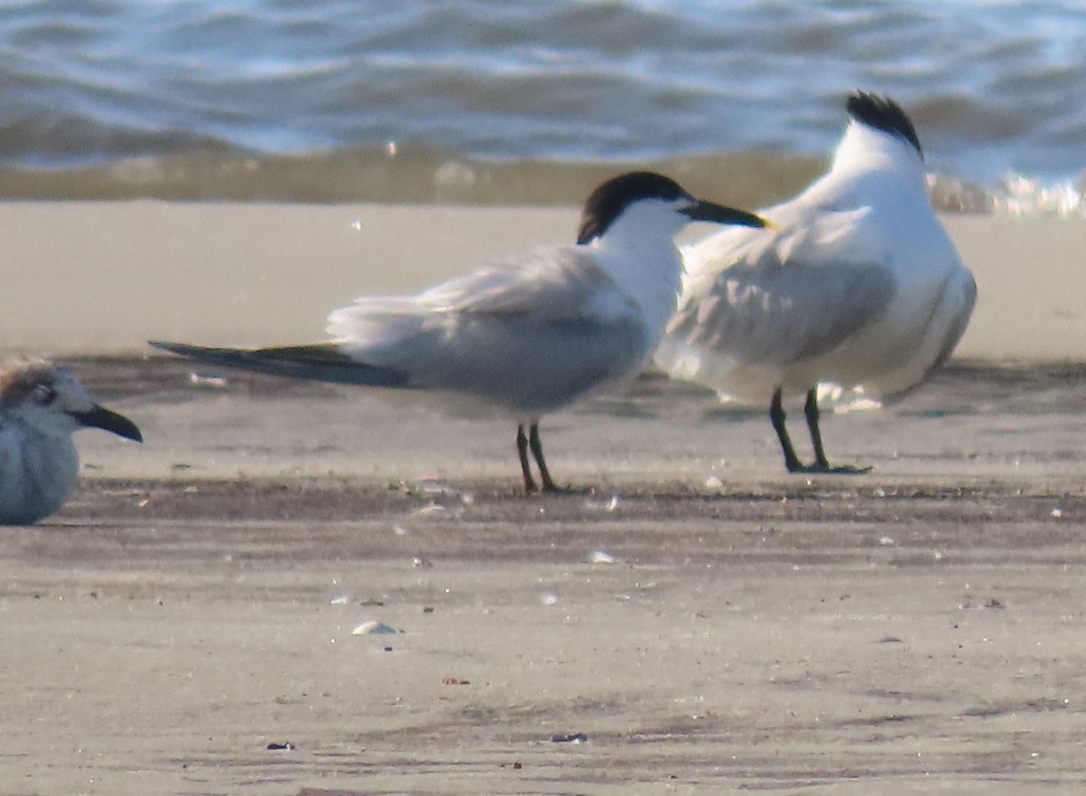 Sandwich Tern - ML457724291