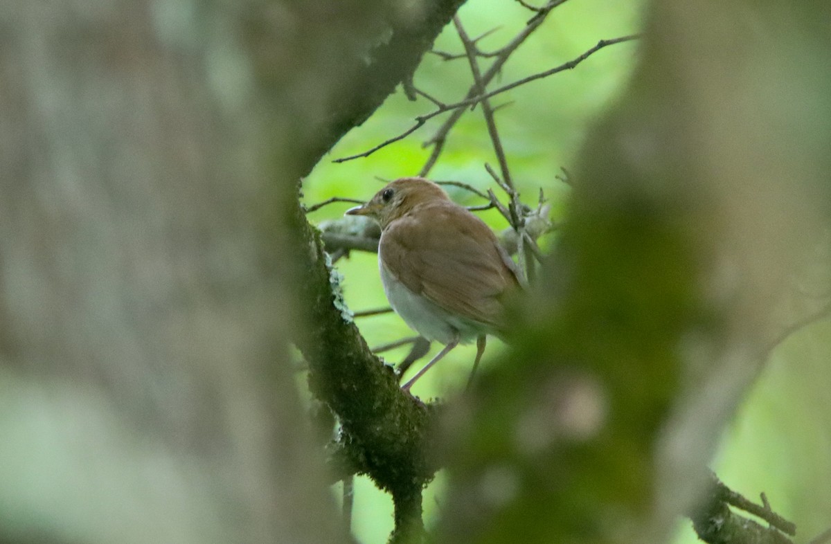 Veery - ML457724391