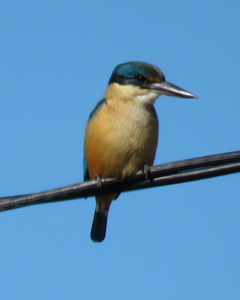 Sacred Kingfisher - ML457724451