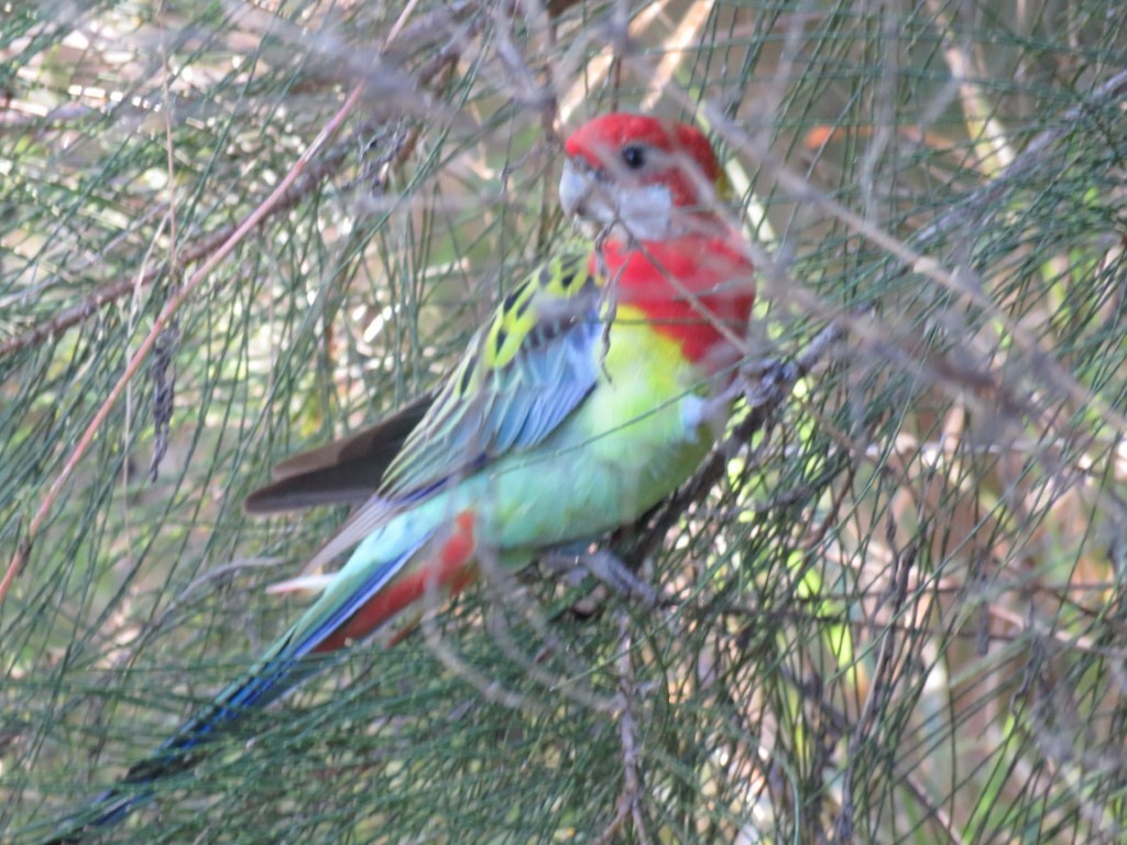 Eastern Rosella - Ben Taylor