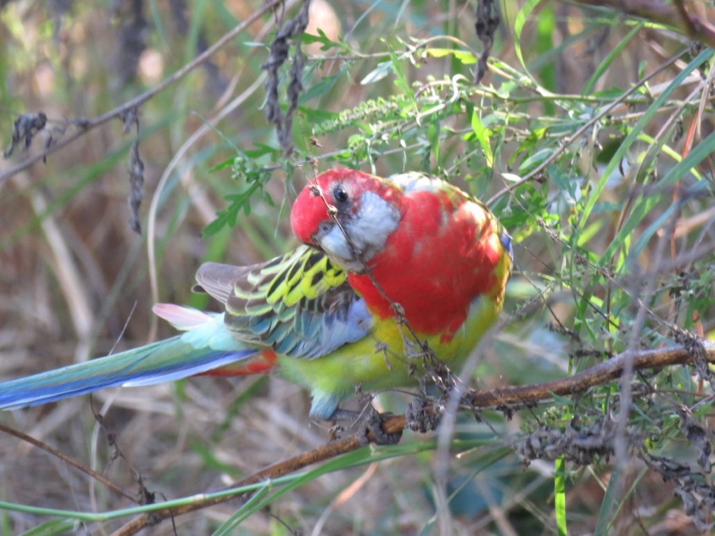 Eastern Rosella - Ben Taylor