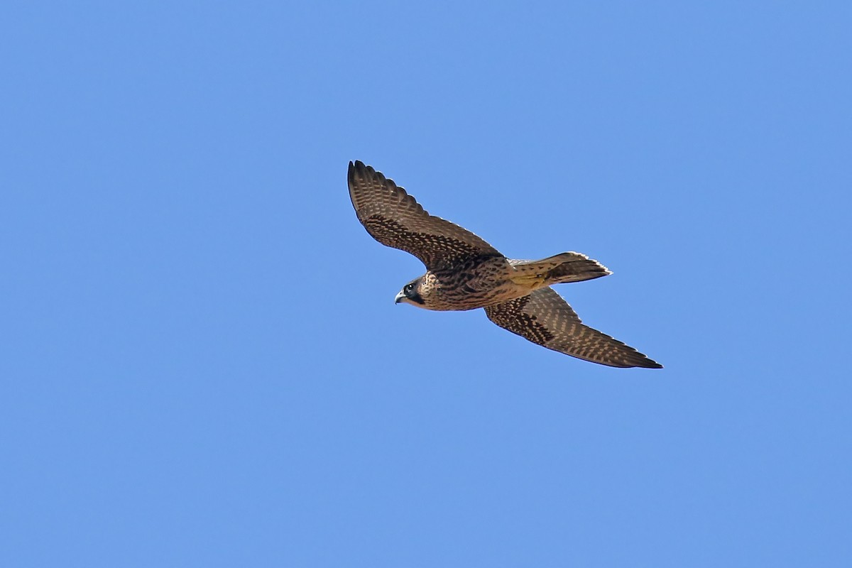 Peregrine Falcon - ML457725261