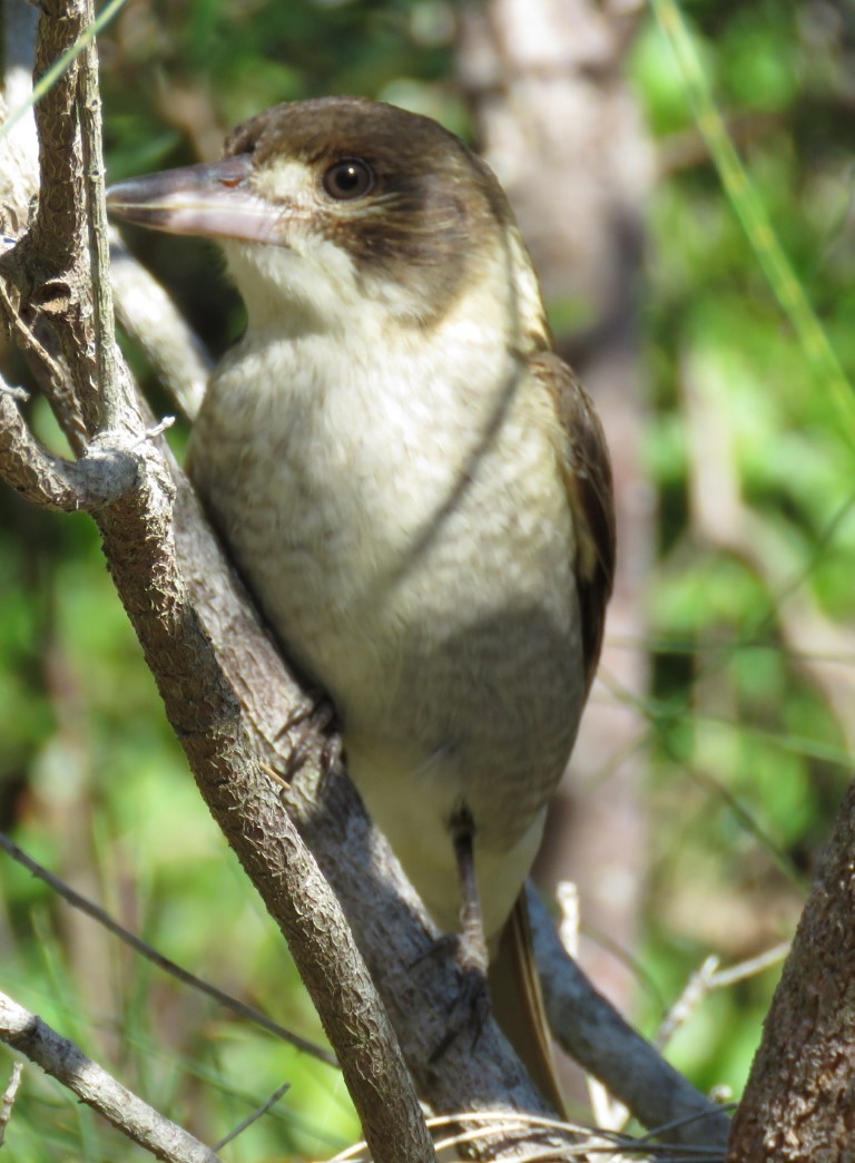 Gray Butcherbird - Ben Taylor