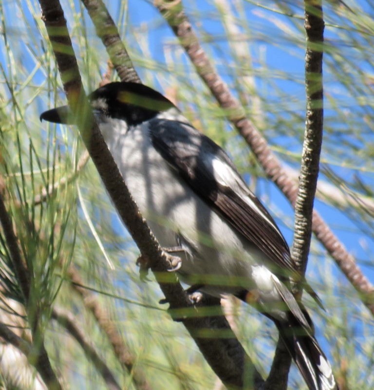 Gray Butcherbird - Ben Taylor