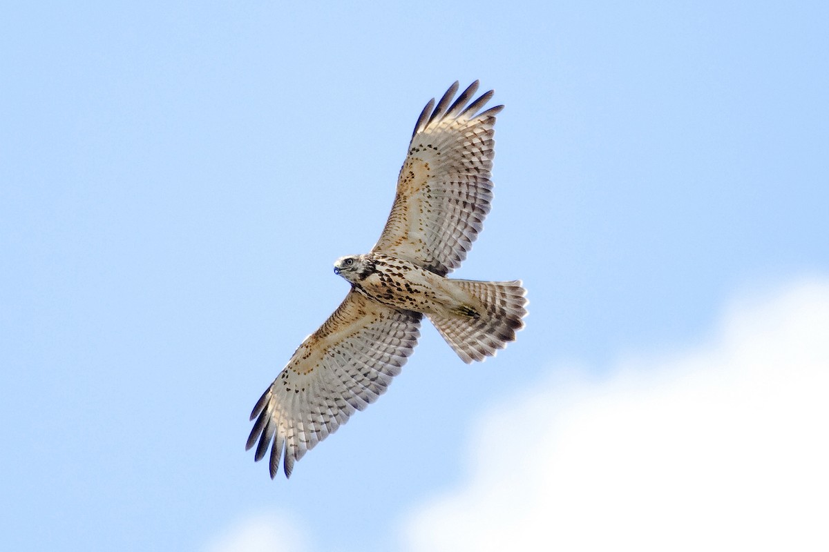 Red-shouldered Hawk - Gordon Dimmig