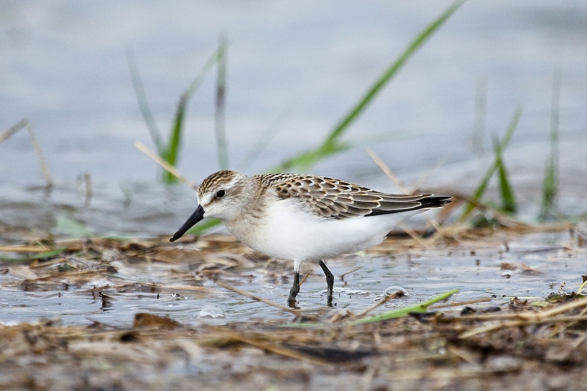 Semipalmated Sandpiper - ML45772591