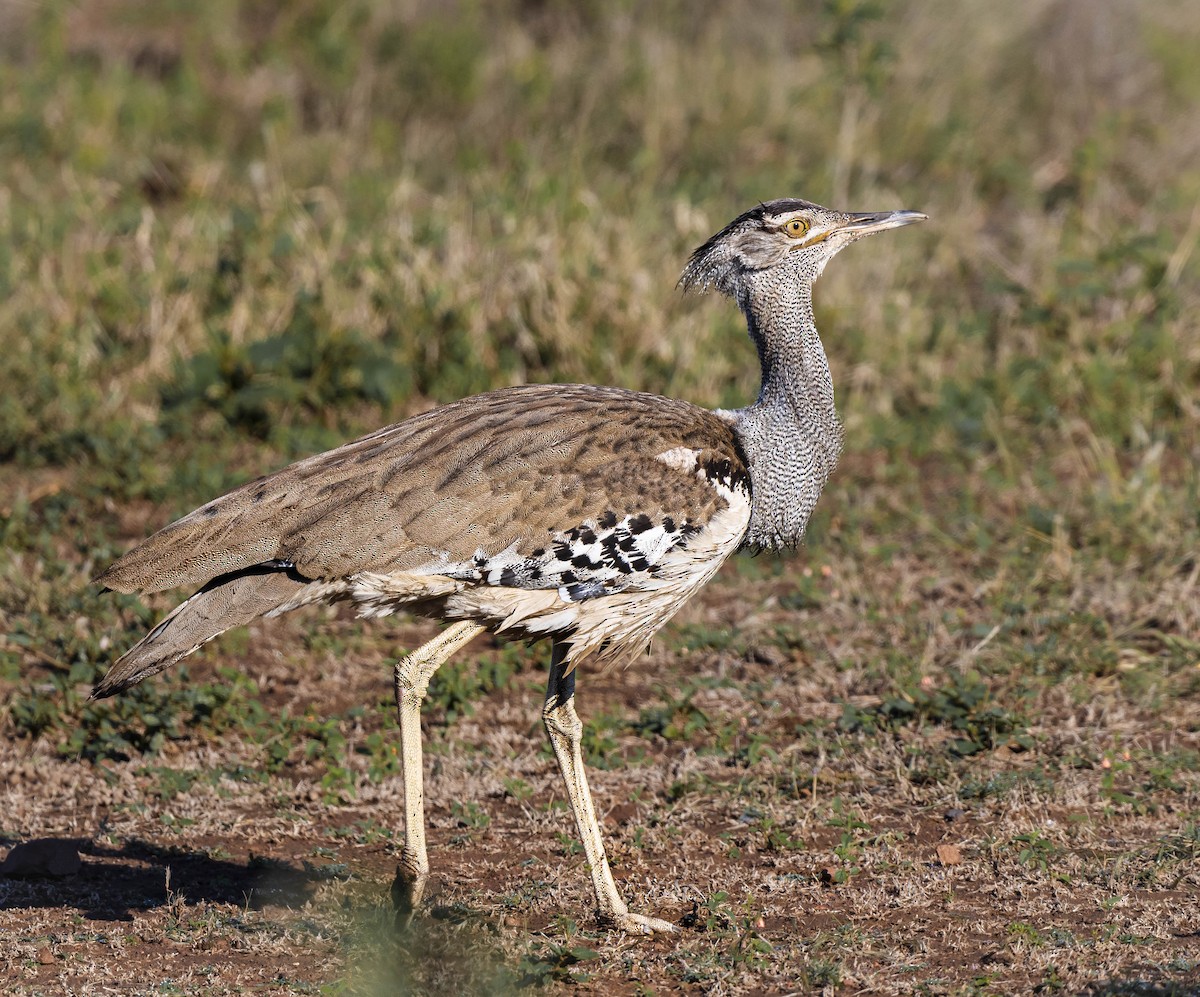 Kori Bustard - ML457726281