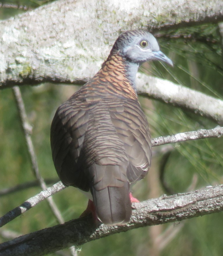 Bar-shouldered Dove - ML457727021