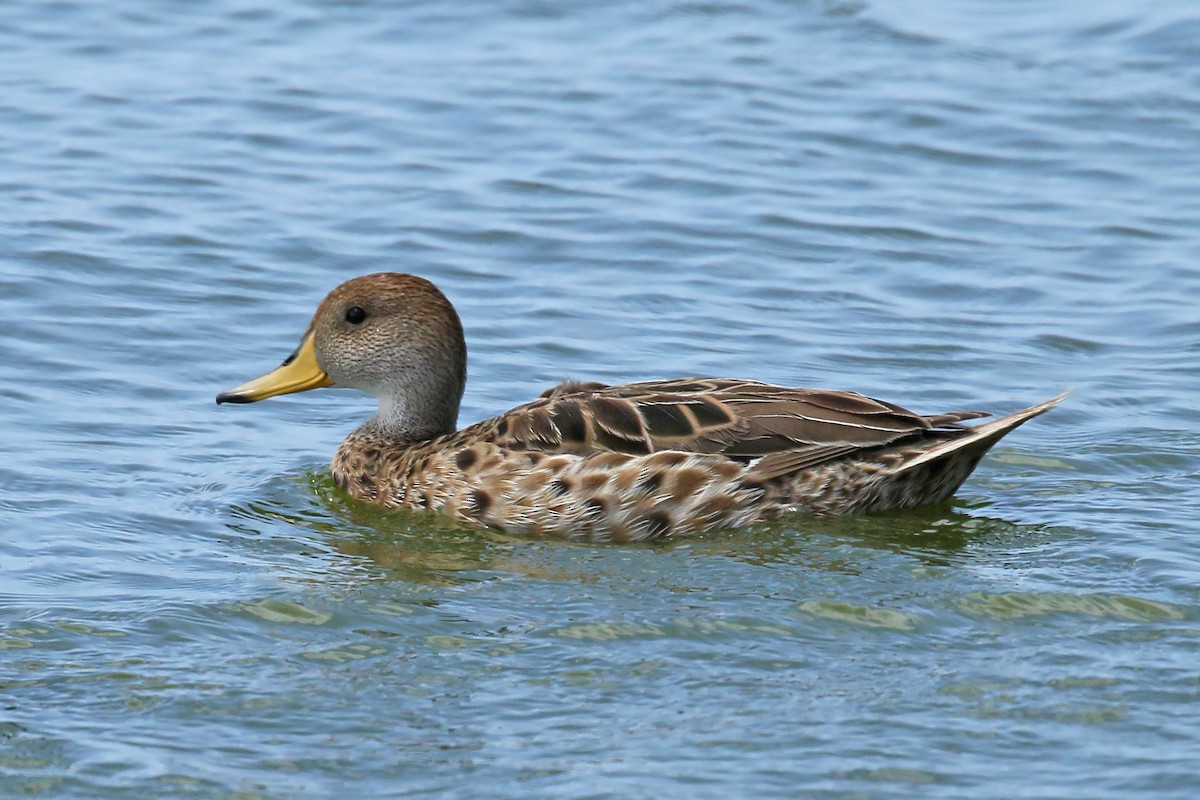 Yellow-billed Pintail - Jan Andersson