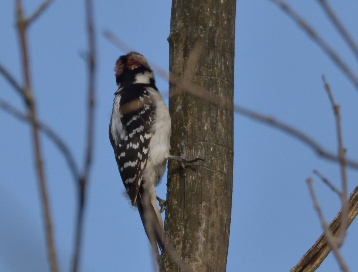 Hairy Woodpecker (Eastern) - ML457732041