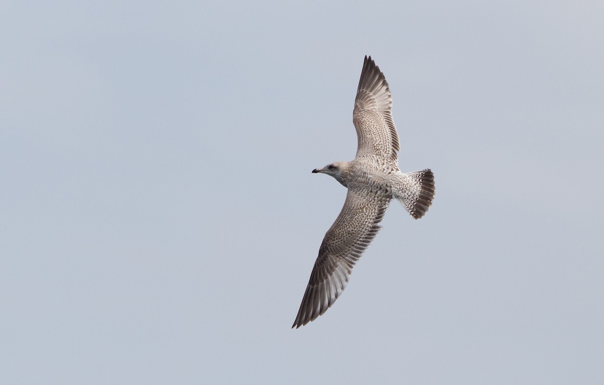 Herring Gull - ML45773241